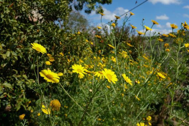 Natural Reserve Apartment Zikhron Ya'akov Buitenkant foto